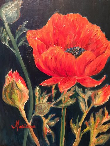 כלניות, שמן על קנבס,70*50